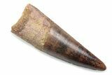 Fossil Spinosaurus Tooth - Real Dinosaur Tooth #370578-1